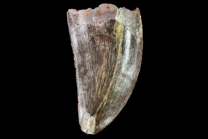 Serrated, Juvenile Carcharodontosaurus Tooth #80674